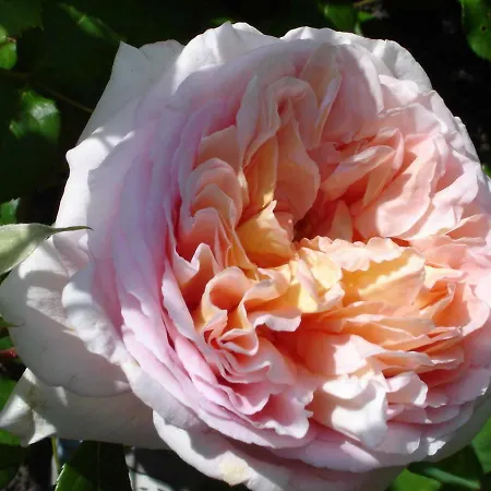 Neuner * Ebermannstadt